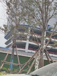 陕西西安市未来广场A区项目现场图片