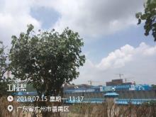 广东广州市华南理工大学广州国际校区一期工程现场图片