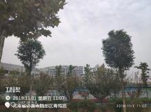 许昌市中心医院新院区建设项目（河南许昌市）现场图片