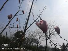 南京生物医药谷建设发展有限公司商务中心项目（江苏南京市）现场图片