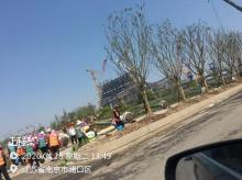 江苏南京市扬子江国际会议中心工程（含酒店）现场图片