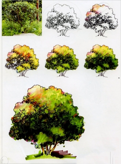 学习大师是如何手绘景观植物的