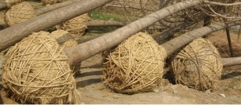 这个土球包装物要不要拆 |材料与施工|天工问答